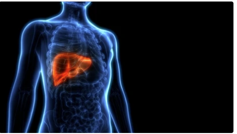 The Importance of Liver Health
