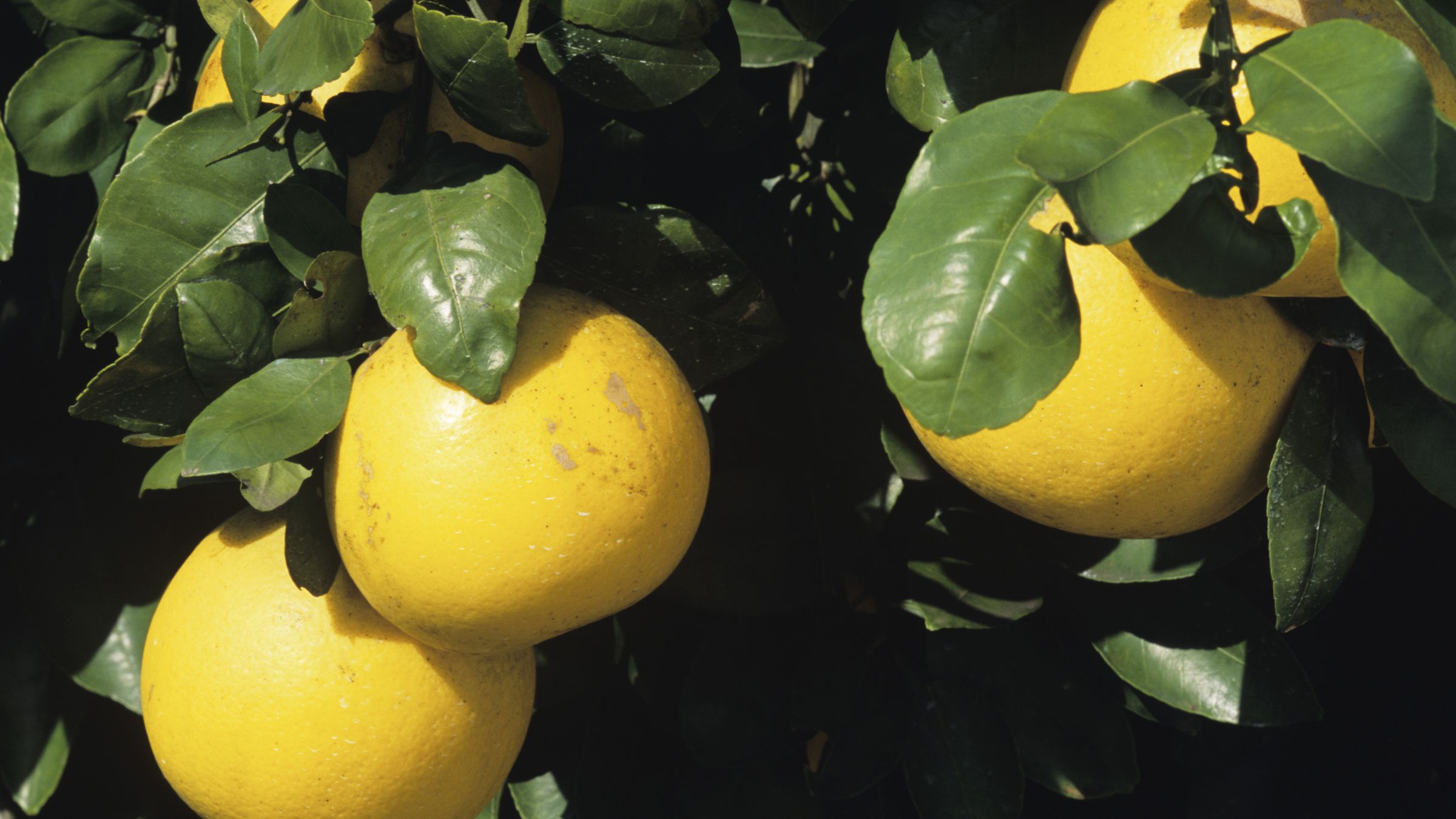 Understanding the Importance of Polyphenols in Bergamot