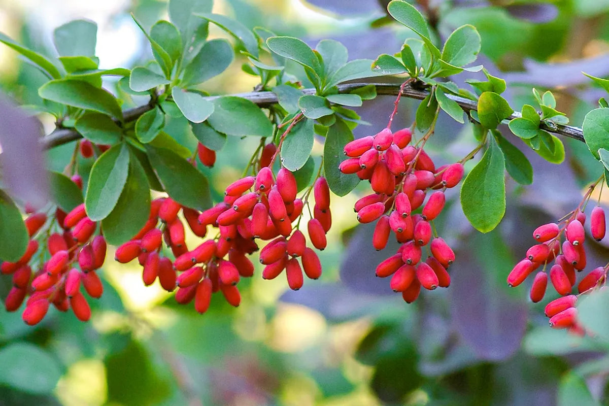 What is Berberine?