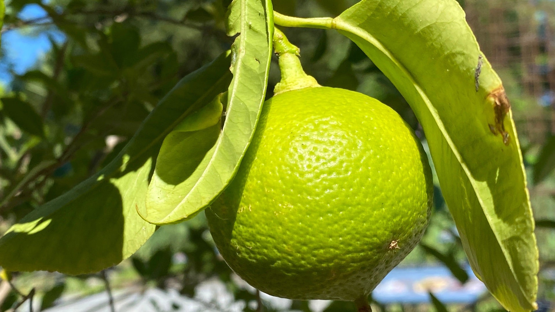 Benefits of Adding Bergamot to Help Fight High Cholesterol