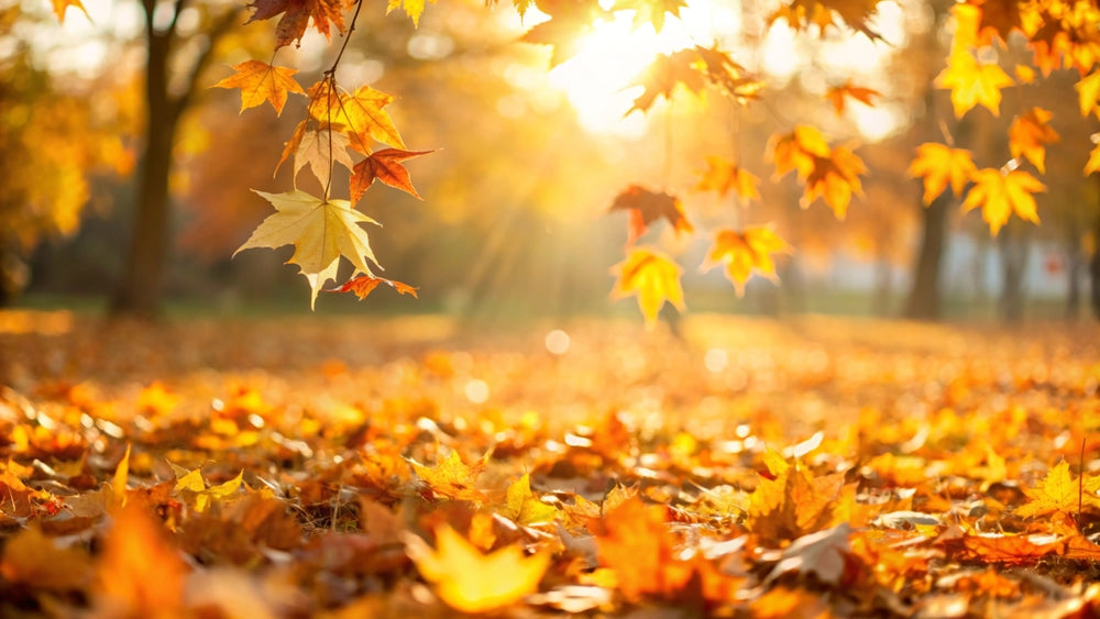 Savor the Season with Innerthera’s Top 5 Fall Superfoods